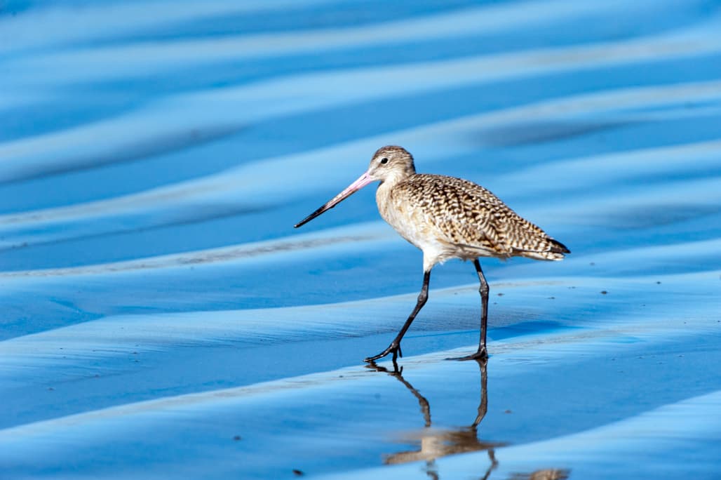 Silver Strand Northern Section photo 3