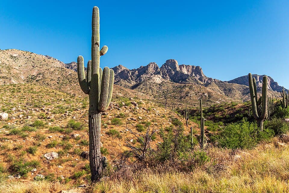 Saguaro cacti below the Santa Catalina Mountains at Catalina State Park