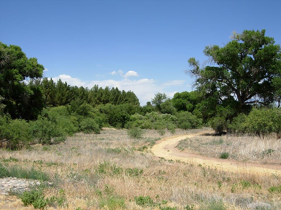 Trail through cottonwood trees at Dead Horse Ranch State Park