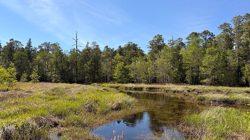 Blackwater River winding through pine forest at Blackwater River State Park