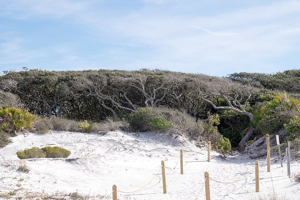 White sand dune trail at Grayton Beach State Park