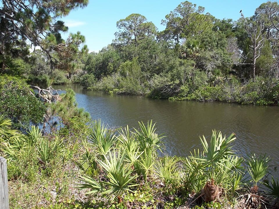 South Creek lined with palmettos and pines at Oscar Scherer State Park