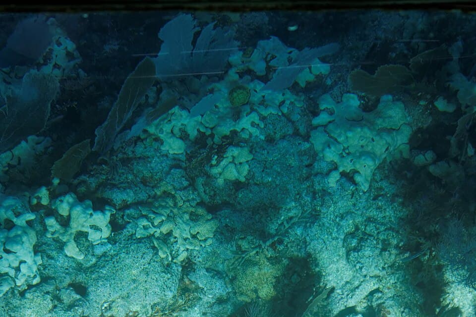 Coral reef and fish underwater at John Pennekamp Coral Reef State Park