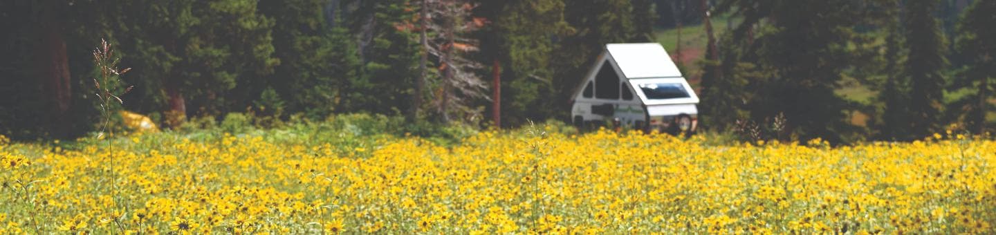 Meadow of yellow flowers and a triangle shaped camper trailer.