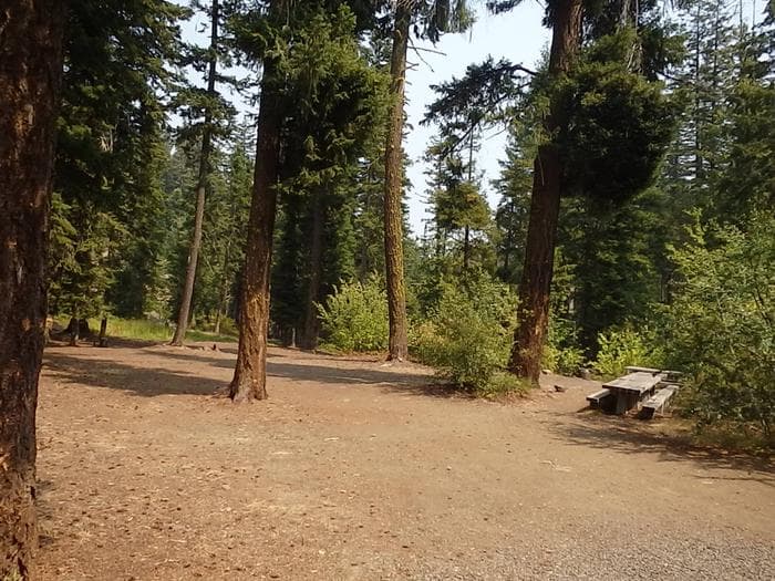 Pine Needle Group Site