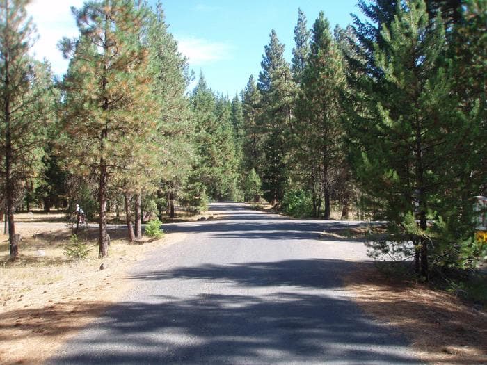 Flat paved road lined with pine and fir trees under partly cloudy sky.
