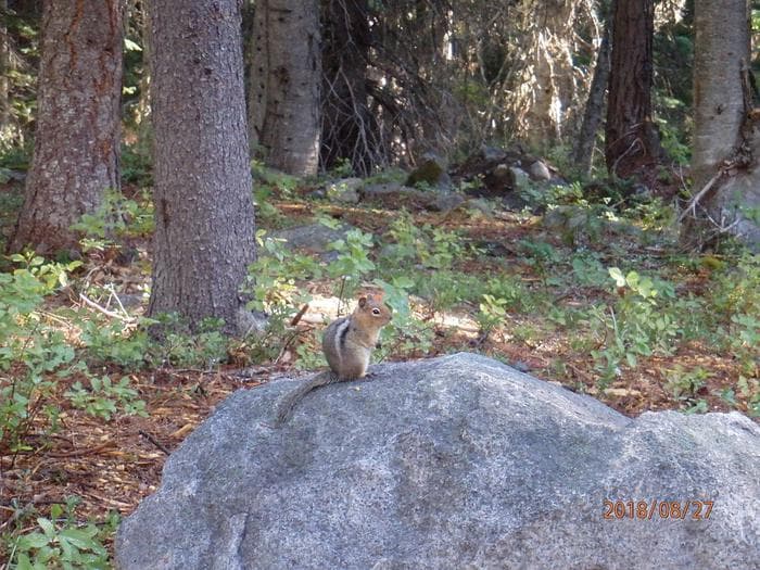 Lodgepole Campground