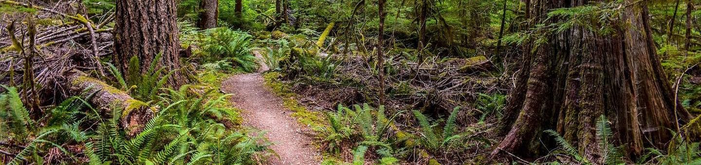 Newhalem Creek Campground