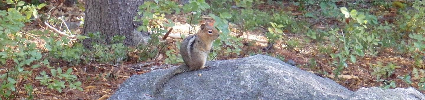 Golden-mantled ground squirrel on boulder