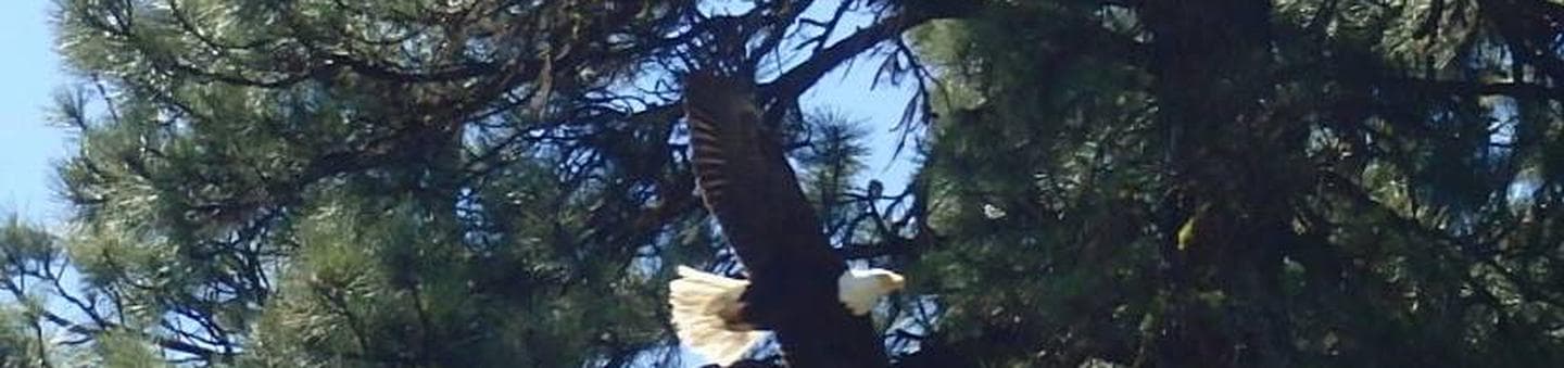 Cottonwood Campground