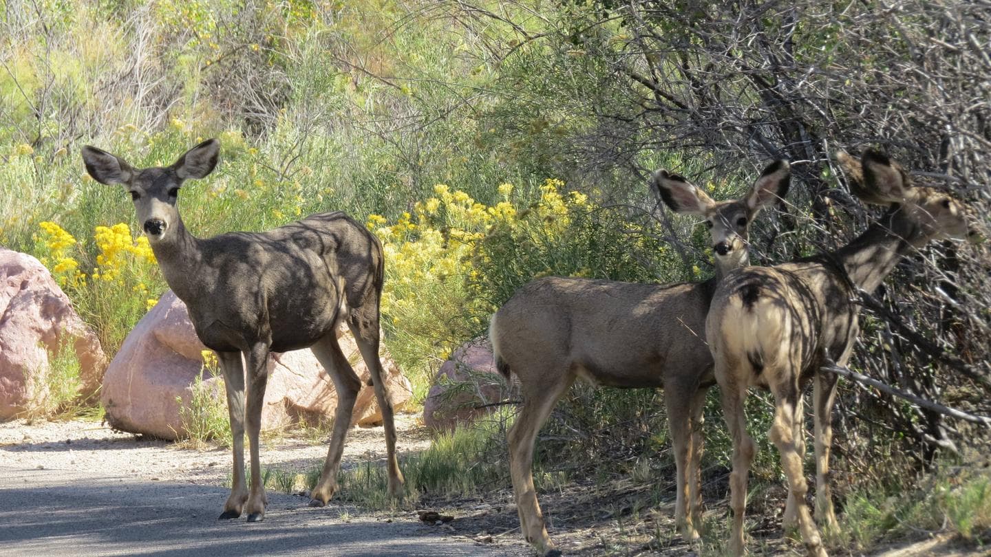 Three deer wandering through C loop.