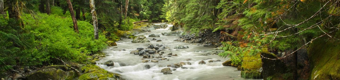 Ohanapecosh River, Mt Rainier NP