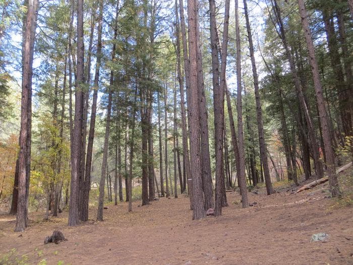 Christopher Creek Campground group site camping space.