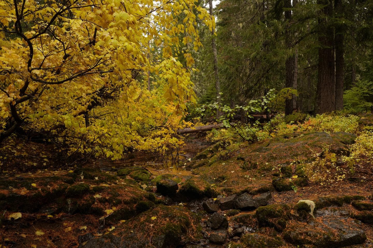 Forest at Peterson Prairie