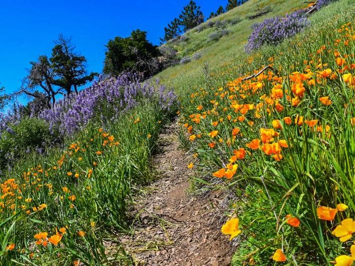 Mt. Figueroa Campground