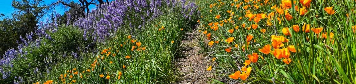 Los Padres National Forest