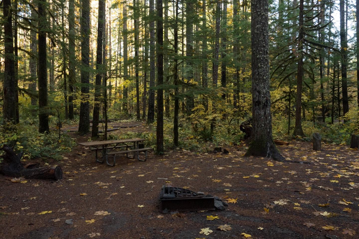 Panther Creek Campsite
