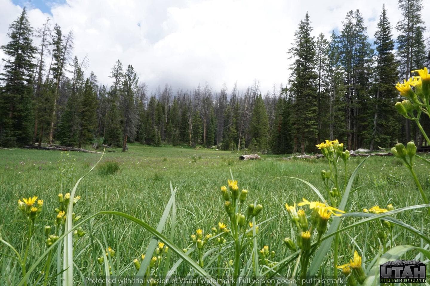 Trial Lake Campground 4