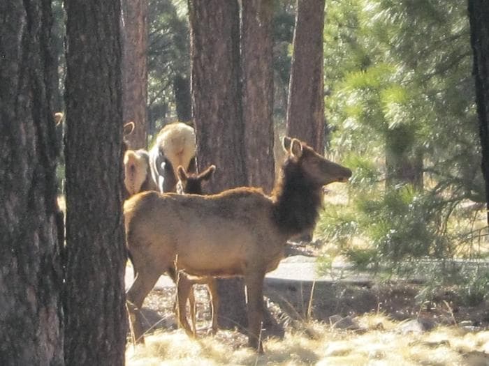 Elk in SPILLWAY Campground (AZ)