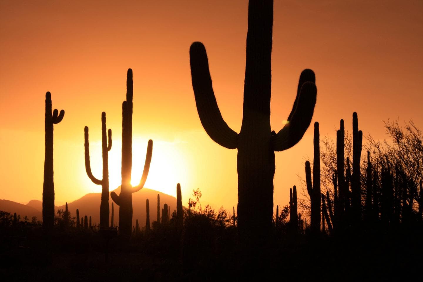 Saguaros at sunset.