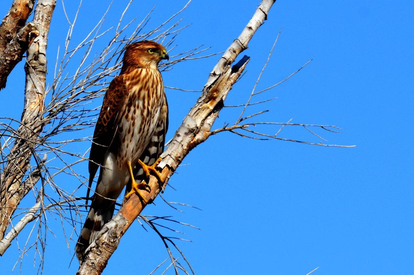 A red-tailed hawk sitting in a tree.