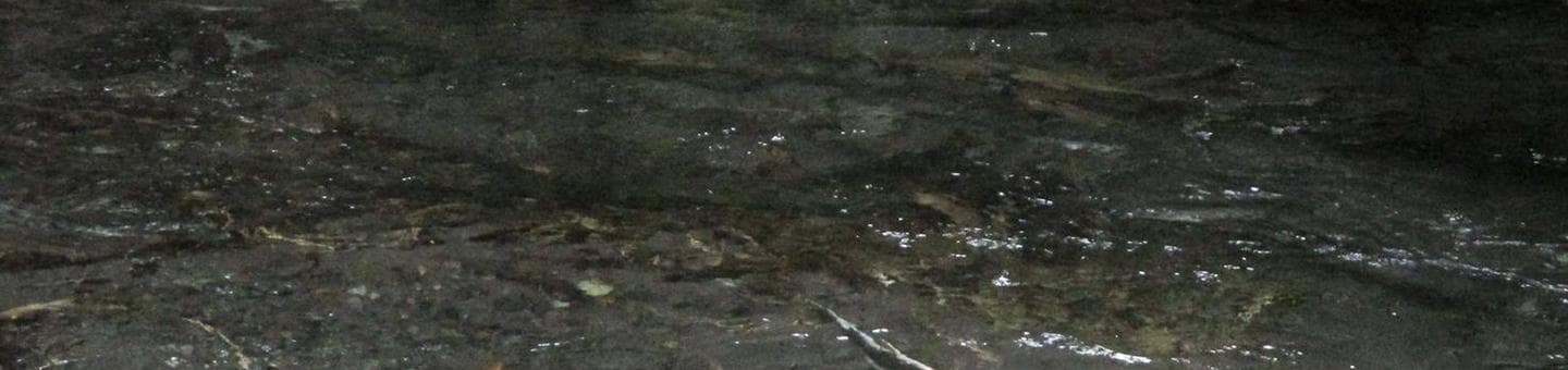 Silver Springs Campground