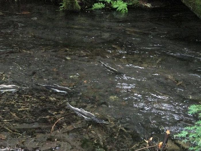 Silver Springs Campground