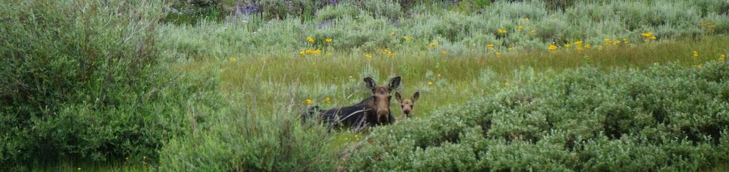 Meeks Cabin Campground