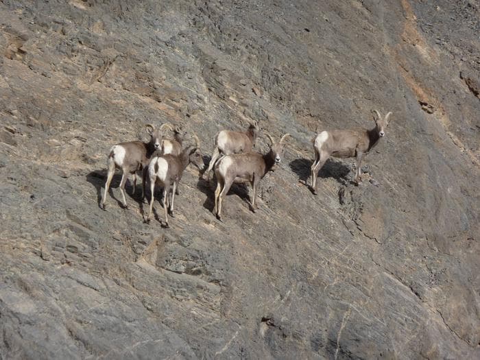 Six bighorn sheep on the side of a mountain.