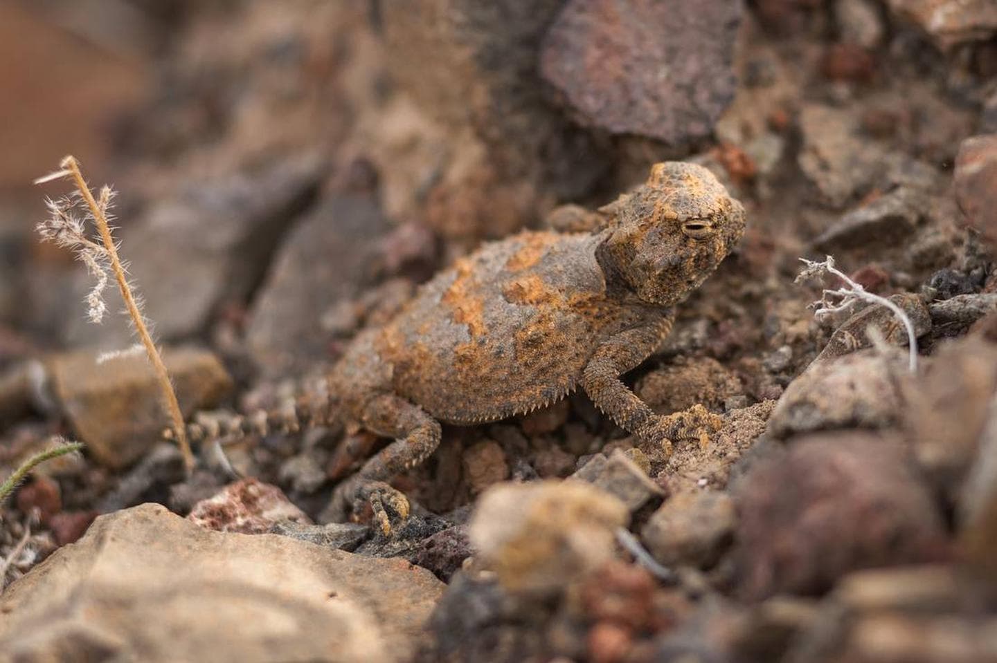 Orange and grey horned lizard in rocks