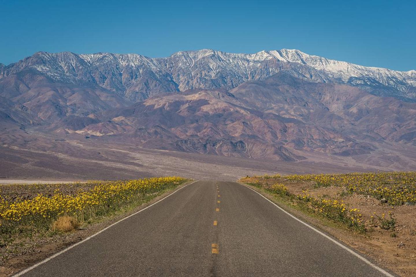 paved road lined with yellow flowers, snow-covered mountains in background