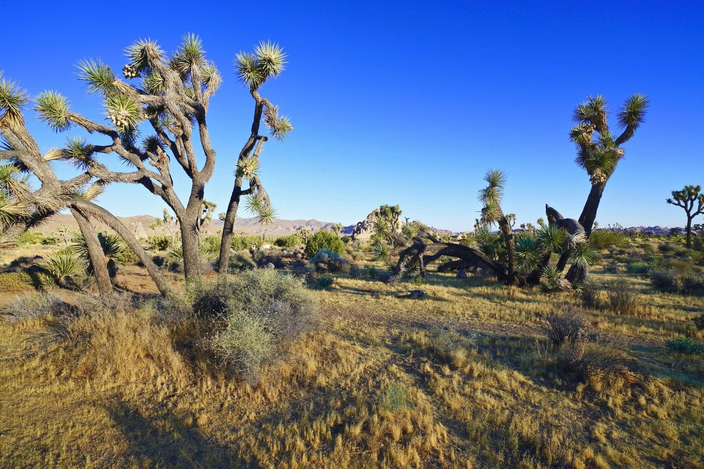 Ryan Campground at Joshua Tree National Park