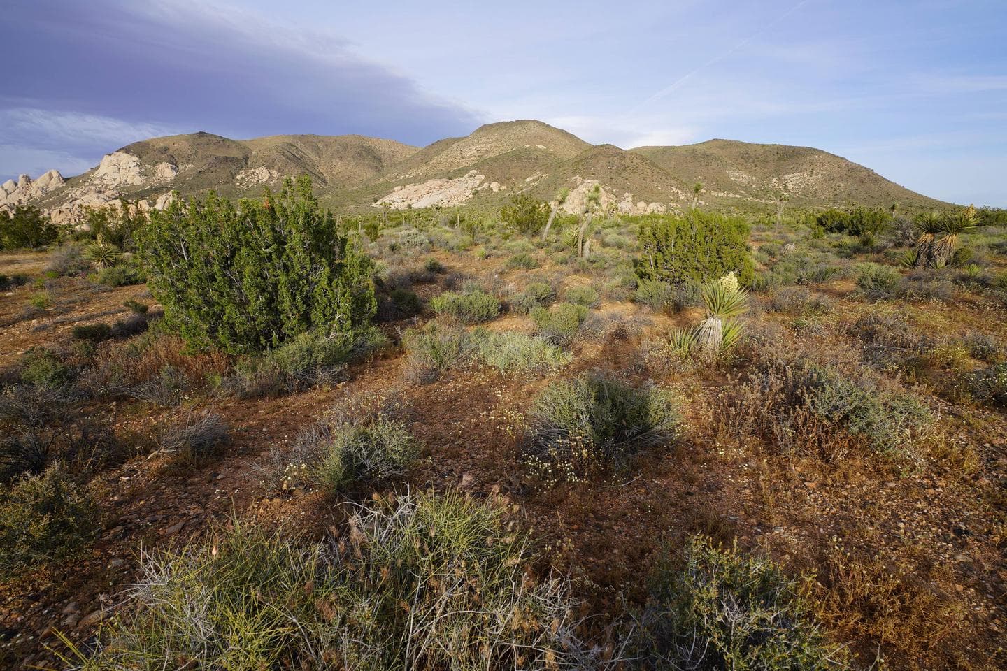 Ryan Mountain at Joshua Tree National Park