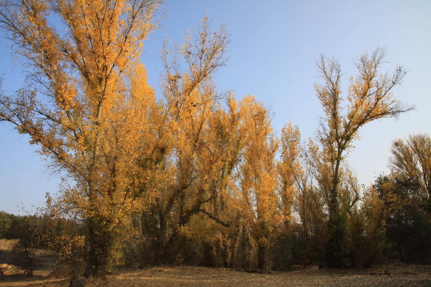 Fall in the Campground