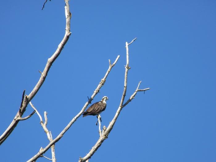 Hunting Osprey