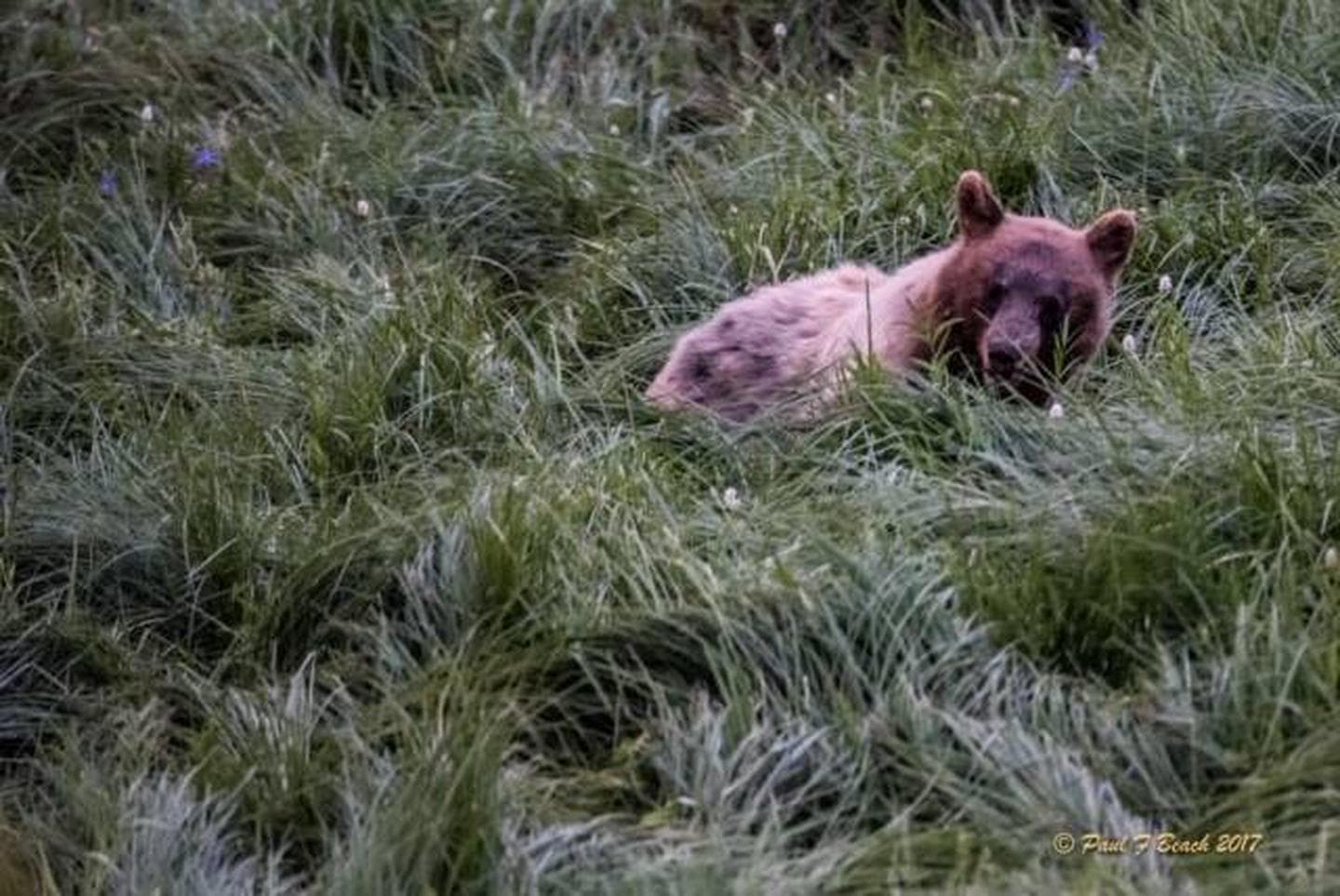 Bridalveil Creek Campground