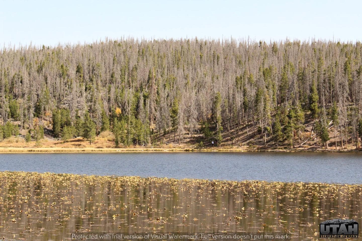 Bridger Lake Campground view
