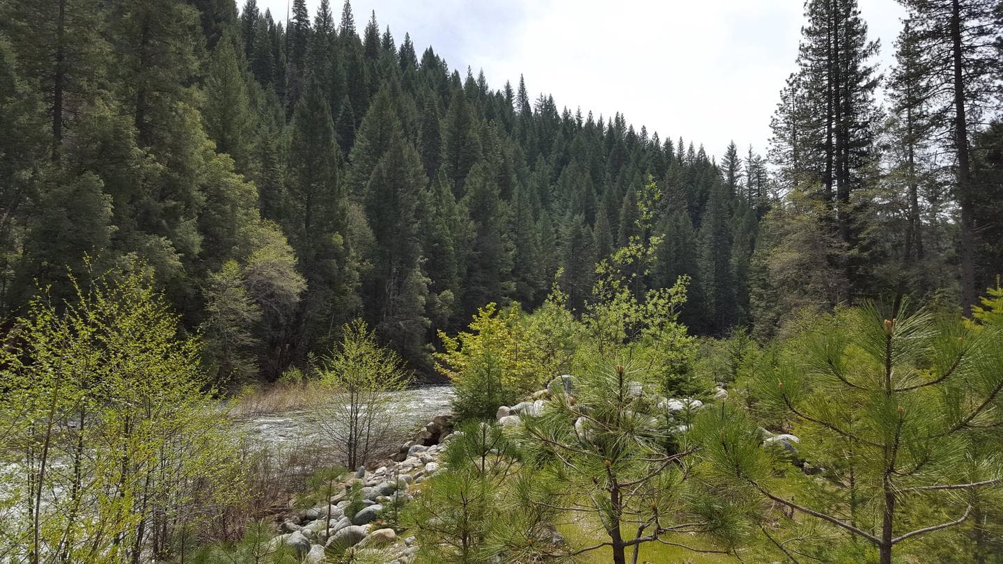 North Fork Yuba River