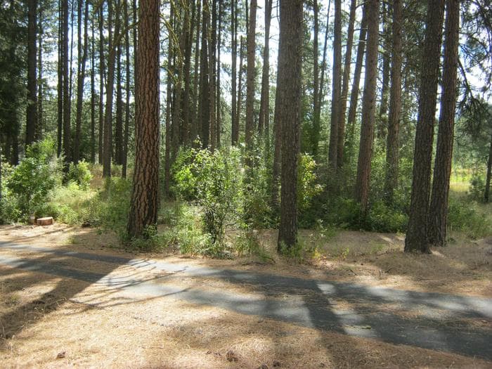 Road with trees and bushes in the background.