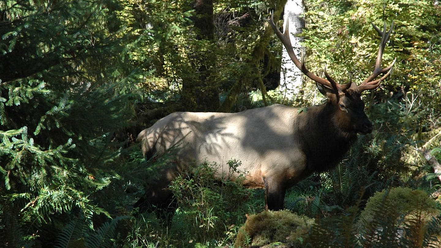 Elk in Hoh Rainforest