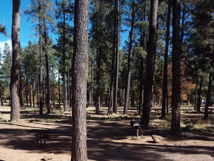 ASPEN campground dense trees