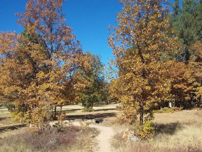 Campsite trees and table