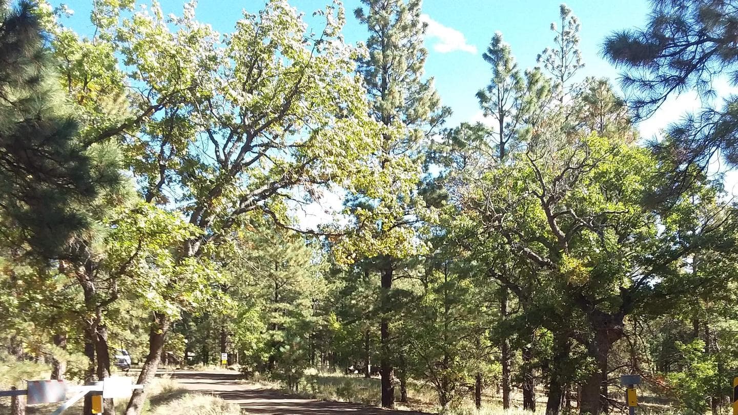 Little Elden Springs Horse camp tree ridden pathway