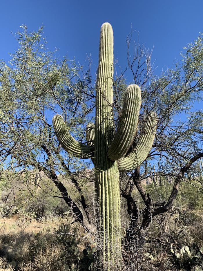 large saguaro against a bright blue sky