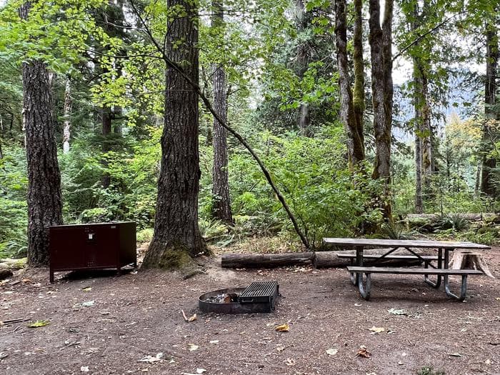 Picnic table, bear box, and fire grate with trees in the background.