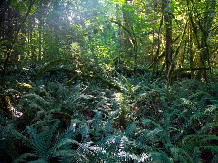 The sun shines in a lush forest with ferns covering the forest floor.
