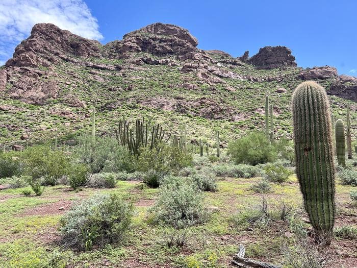 A mountain with a saguaro cactus in front.
