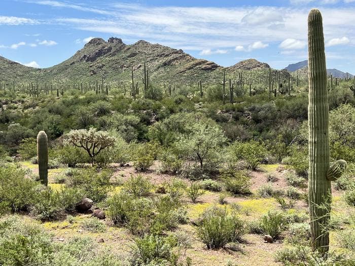 Several saguaro surrounded by desert plants with a mountain in the background.