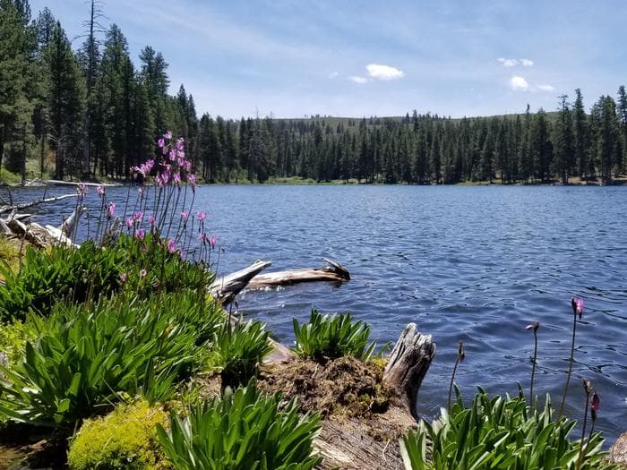 Blue Lake Shoreline with Shooting Star Lilies