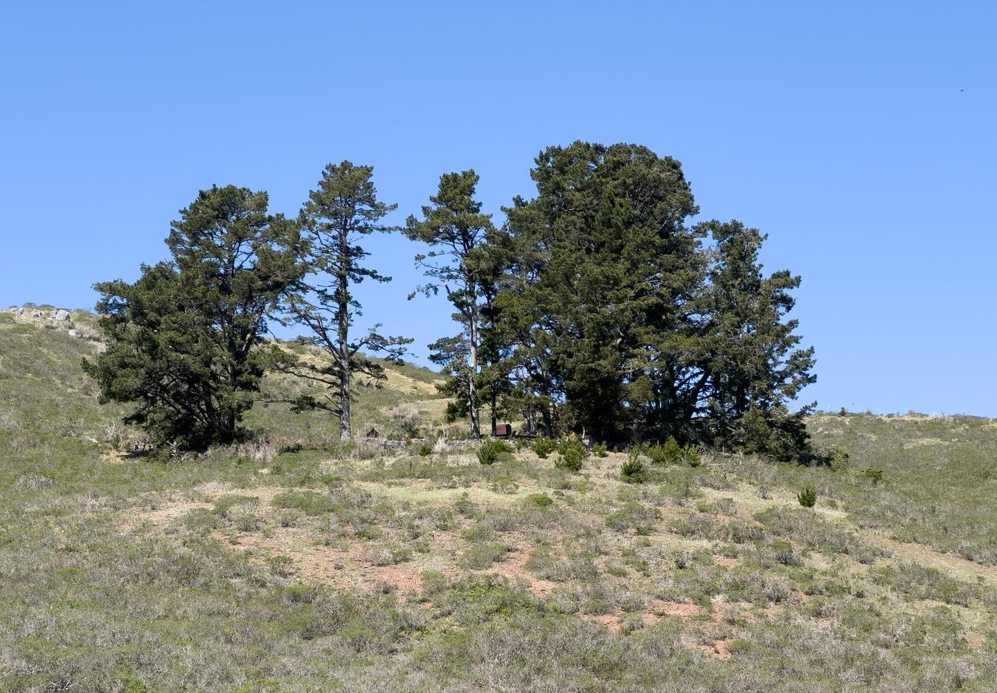 Full view of Hawk Campground from the trail. On a shrub covered hill there is a small stand of coniferous trees. Among them you can make out one of the bear lockers at the camp.